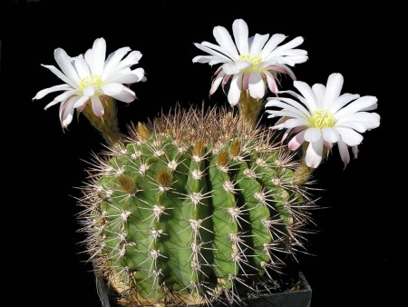 Acanthocalycium