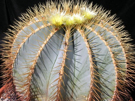 Ferocactus