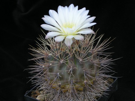 Gymnocalycium