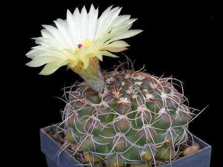 Notocactus