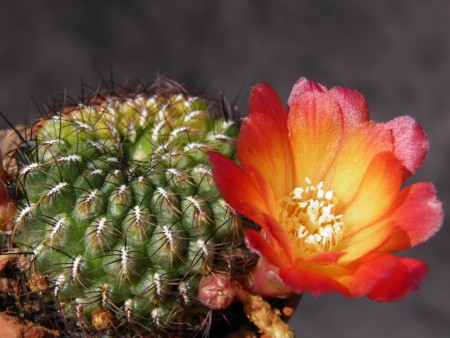 Sulcorebutia