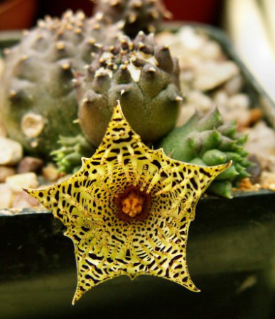 huernia
