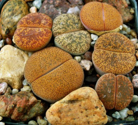 lithops
