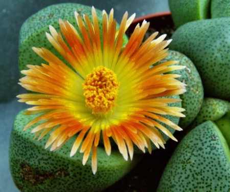 pleiospilos