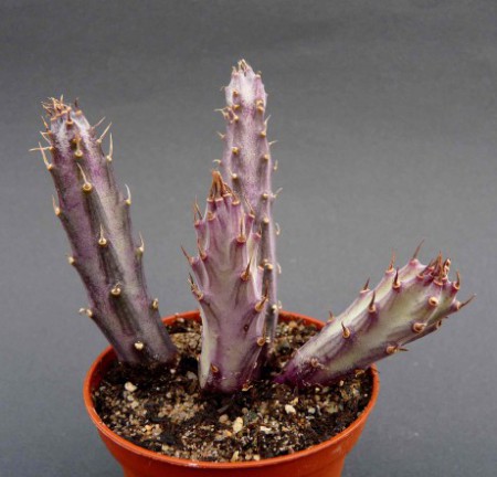 senecio