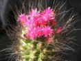 Neoporteria