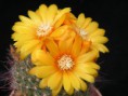 Parodia