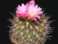 Pyrrhocactus