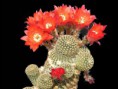 Rebutia